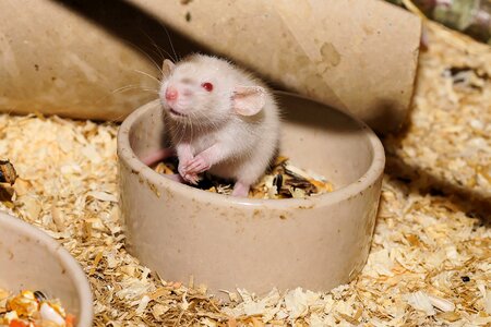 Eat sweet animal