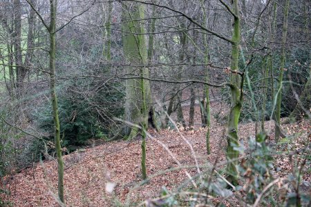 Town Wood