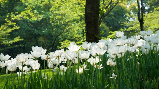 White flowers garden nature photo