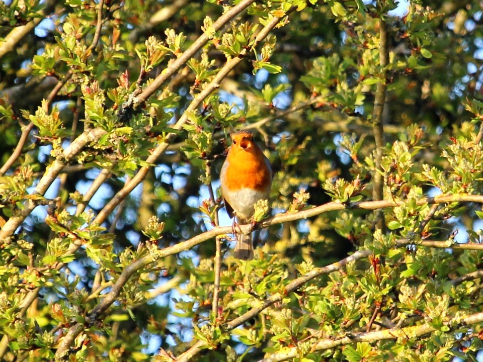 Cock Robin photo