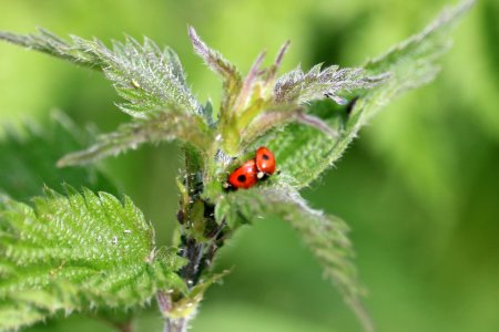 Malebird and Ladybird. Explored