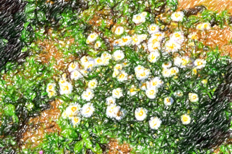 flowers (76)-crayon