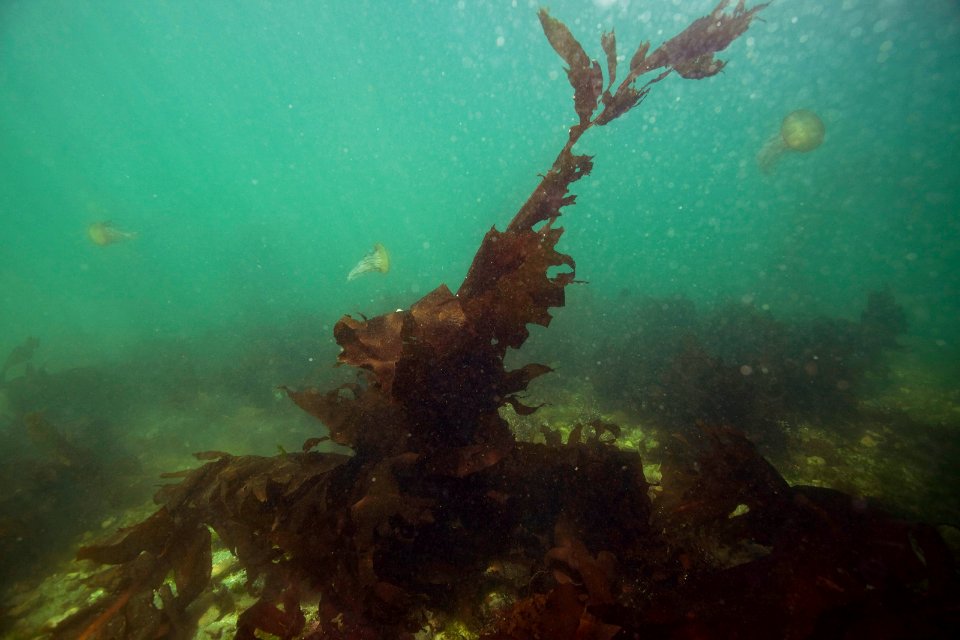 MBNMS - Photo from Monterey Harbor