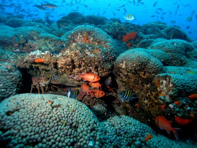 FGBNMS - Reef Scene photo