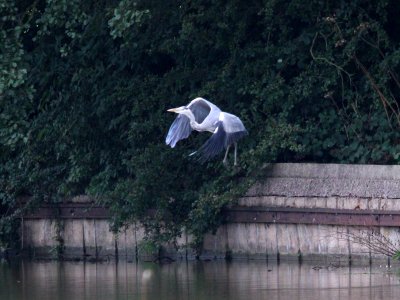 Fleeing Heron photo