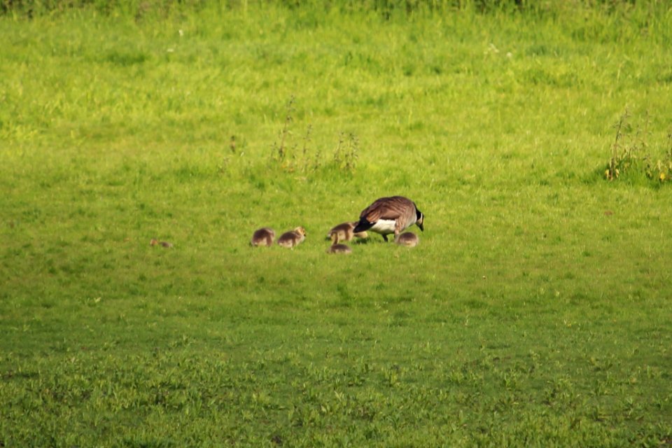 More Goslings photo