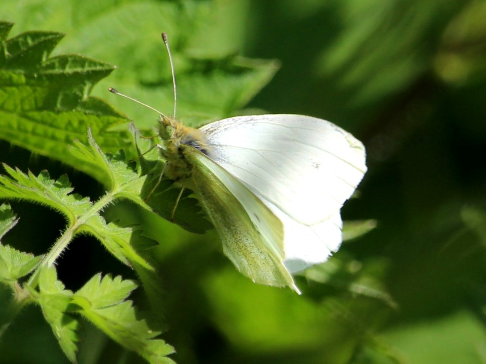 Green Veined White
