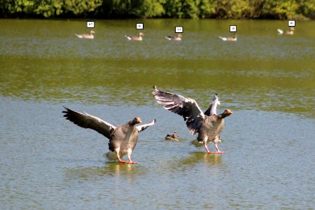 Cheshires Golden Geese