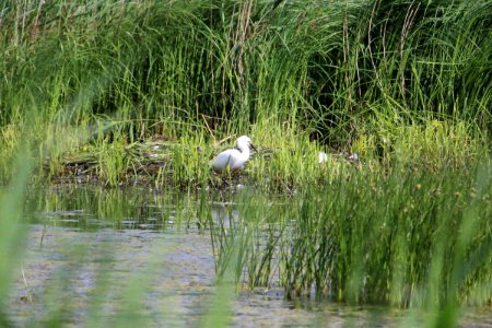 First Little Egret