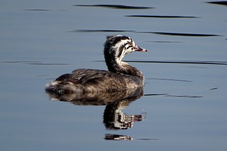 Juvenile Great Crested Grebe - Podiceps cristatus.