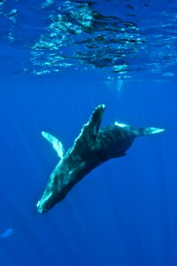 HIHWNMS - humpback - NOAAPermit14682 photo