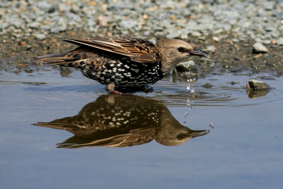 Starling - (Sterns vulgaris)