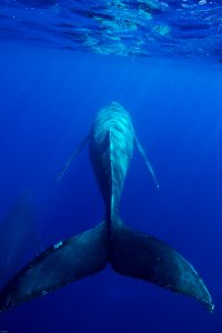 HIHWNMS humpback swimming photo