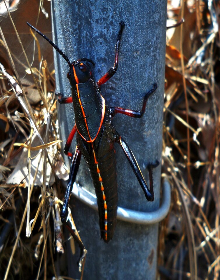 Grass nature flying insect