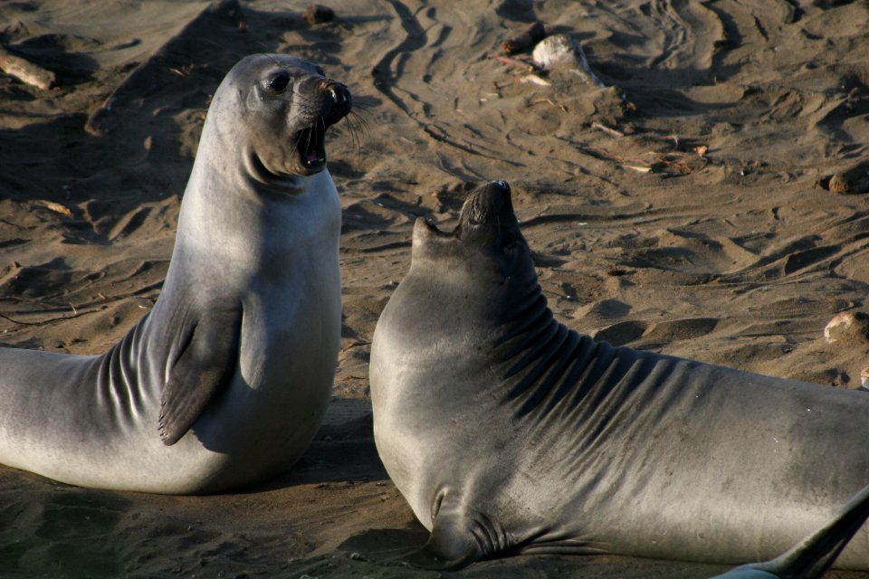MBNMS - Elephant Seal Pups - Point Piedras Blancas