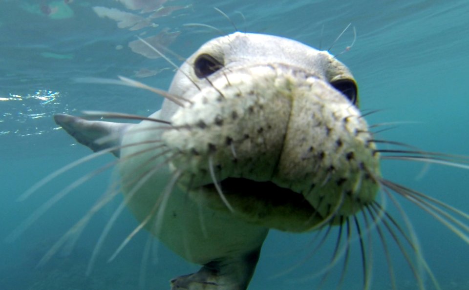 HIHWNMS - monk seal