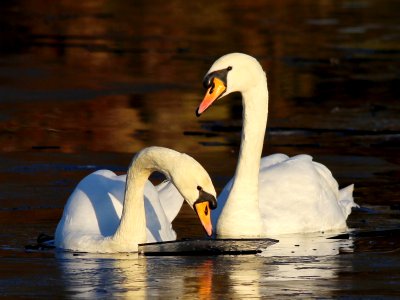 Ice-breaking Swans 02 photo