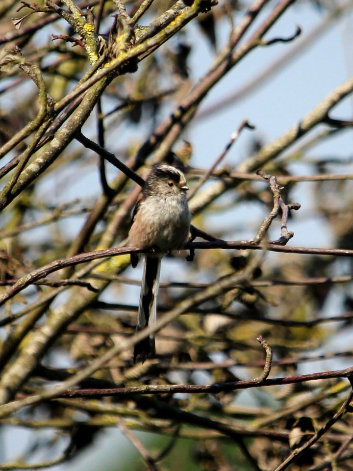 "Come on. Take the shot" says LTT