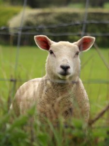 Inquisitive Lamb. photo