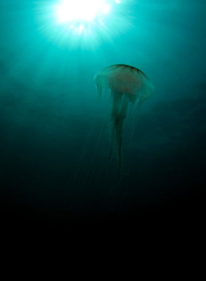 GRNMS - Sea Nettle