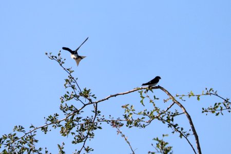 House Martins photo