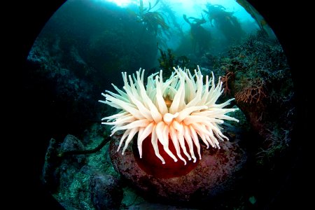 MBNMS - anemone photo