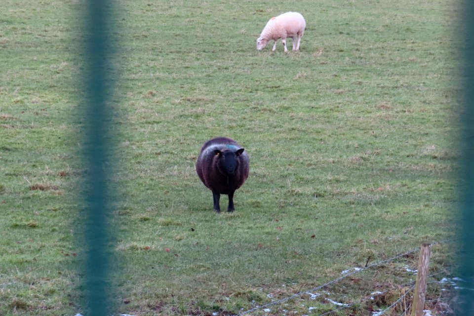 "Wool for sale. 3 bags full".