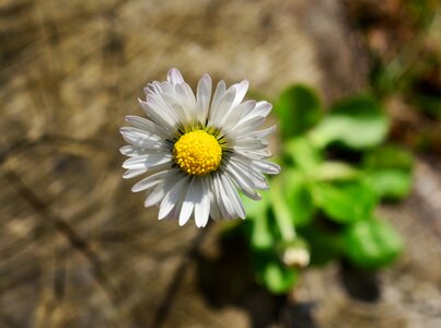Nature close up bloom