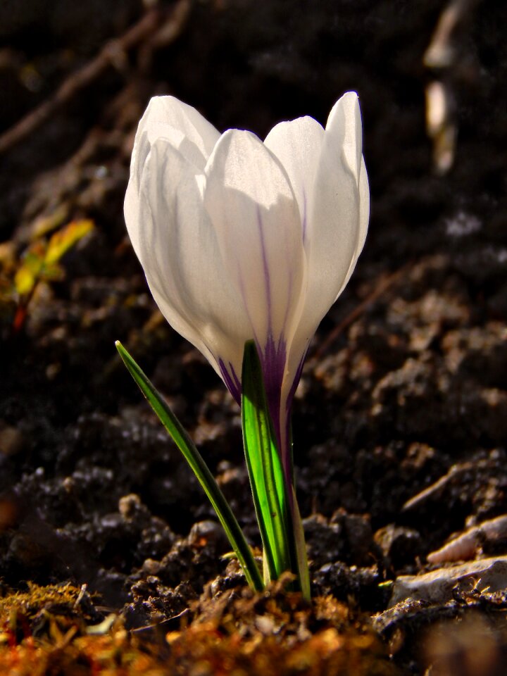 Macro flower nature