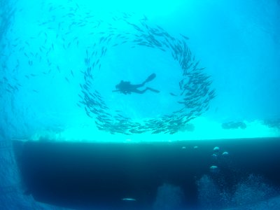 FGBNMS - diver fish circle - Emma Hickerson NOAA