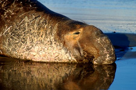 MBNMS - Male Elephant Seal photo