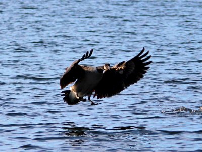 Branta 04