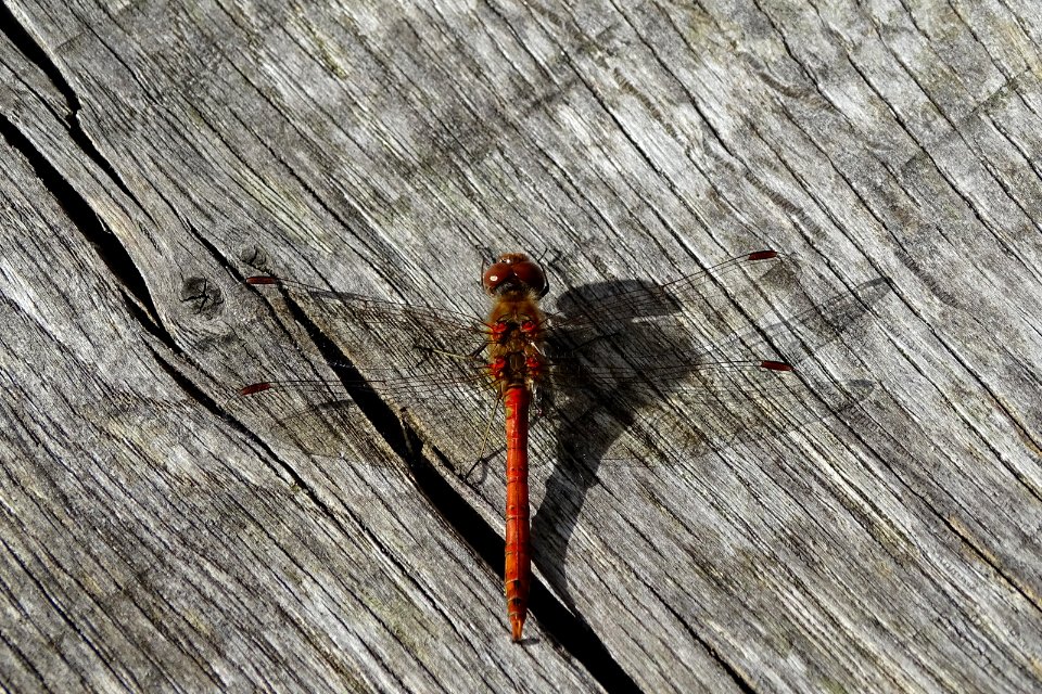 Dragonfly photo