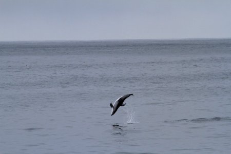 CBNMS - Pacific White Sided Dolphin