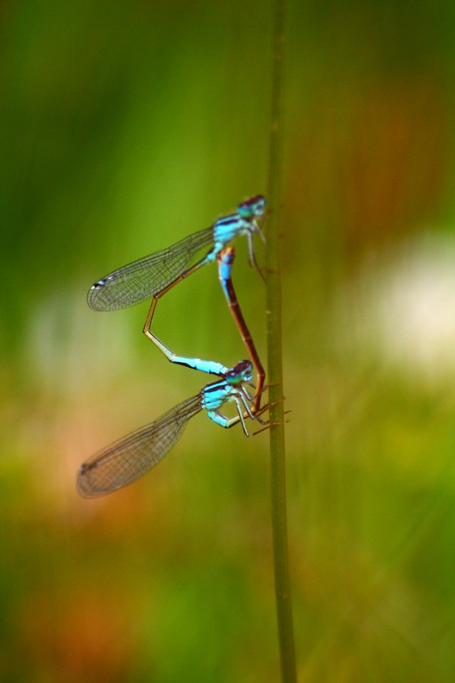 Libellules reproduction