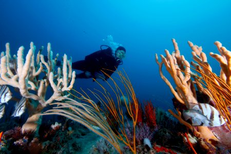 GRNMS - Diver, sponges, gorgonians and fishes photo