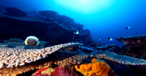 NMSAS - Early Morning In Fagatele Bay photo