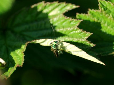 Swollen-thighed Beetle photo