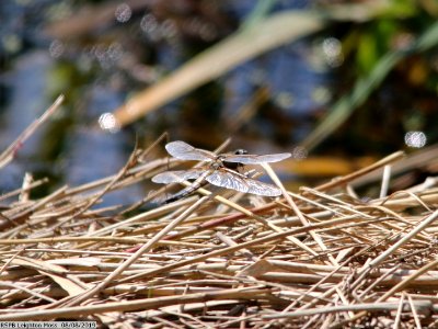 Brown Dragonfly photo