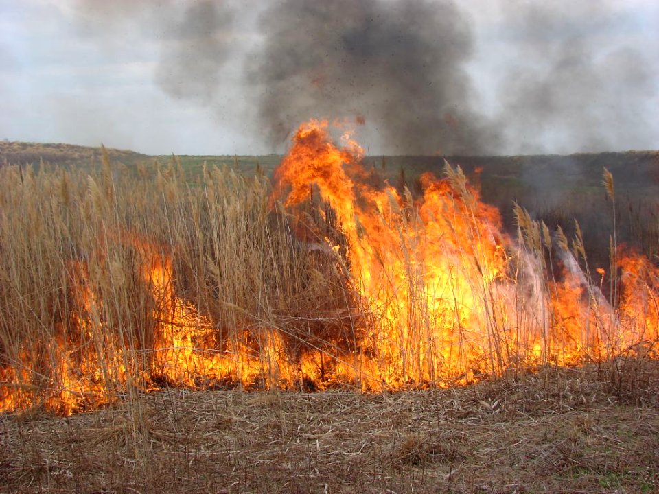controlled burn phragmites BWI 3-2007 WS Jeremy Smith