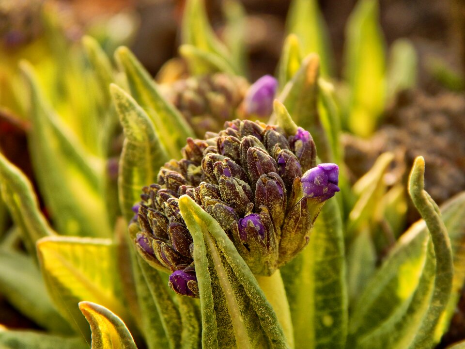 Nature heat flowers