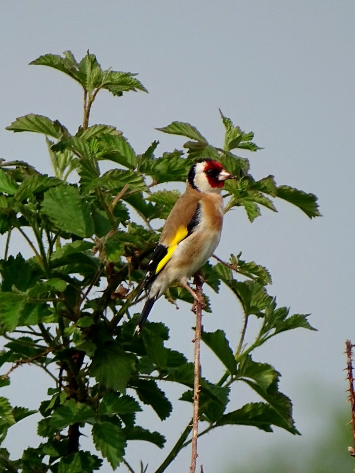 Carduelis carduelis
