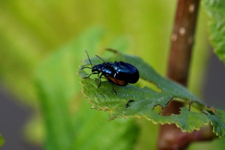 Bonking Beetles photo