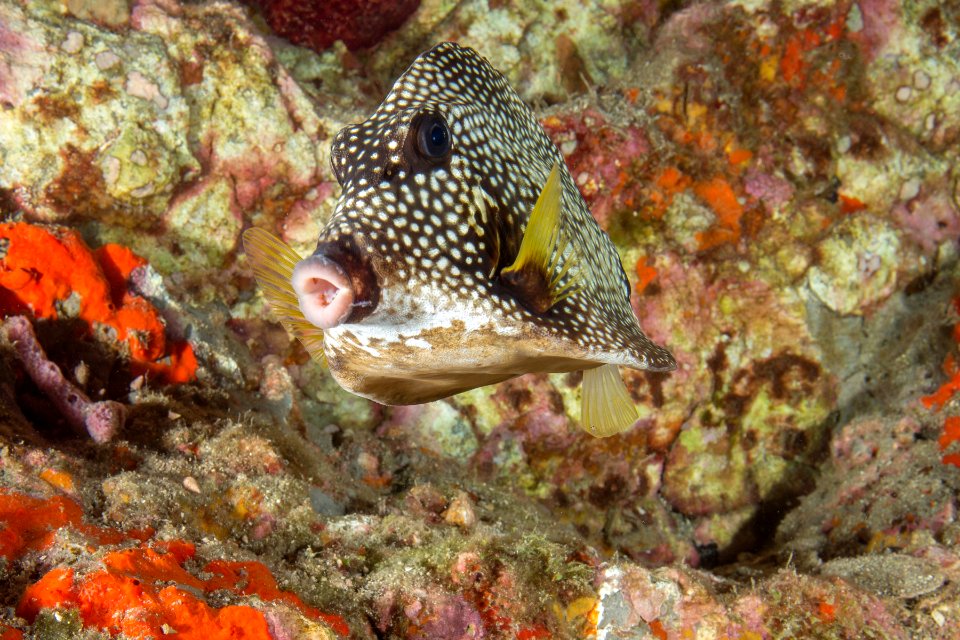 FGBNMS - Smooth Trunkfish