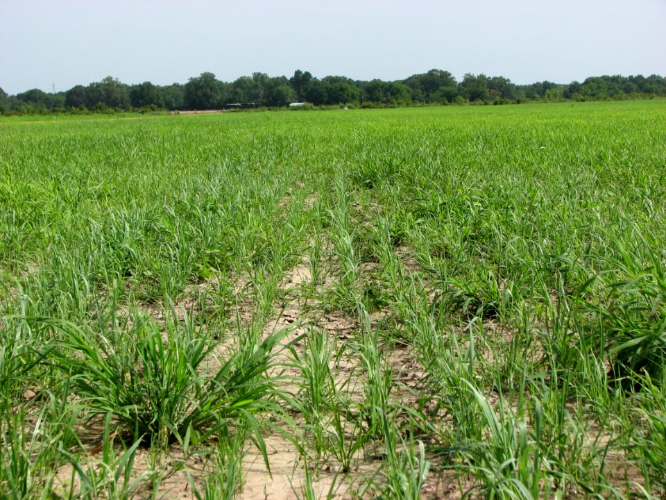 young switchgrass field WS