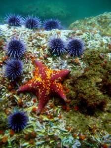 CINMS - Bat Star And Urchins