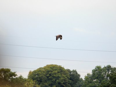 Downbeat Buzzard photo