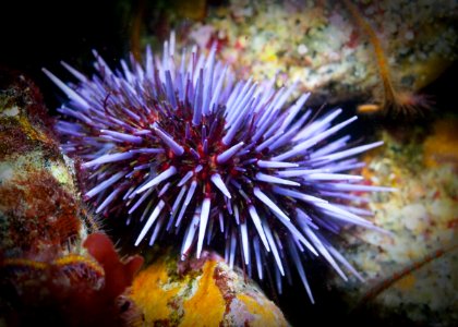 MBNMS - sea urchin-breakwater photo