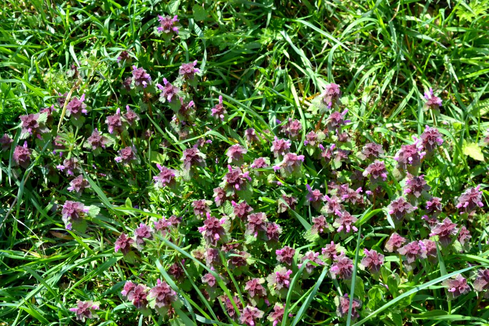 Flowers in the garden