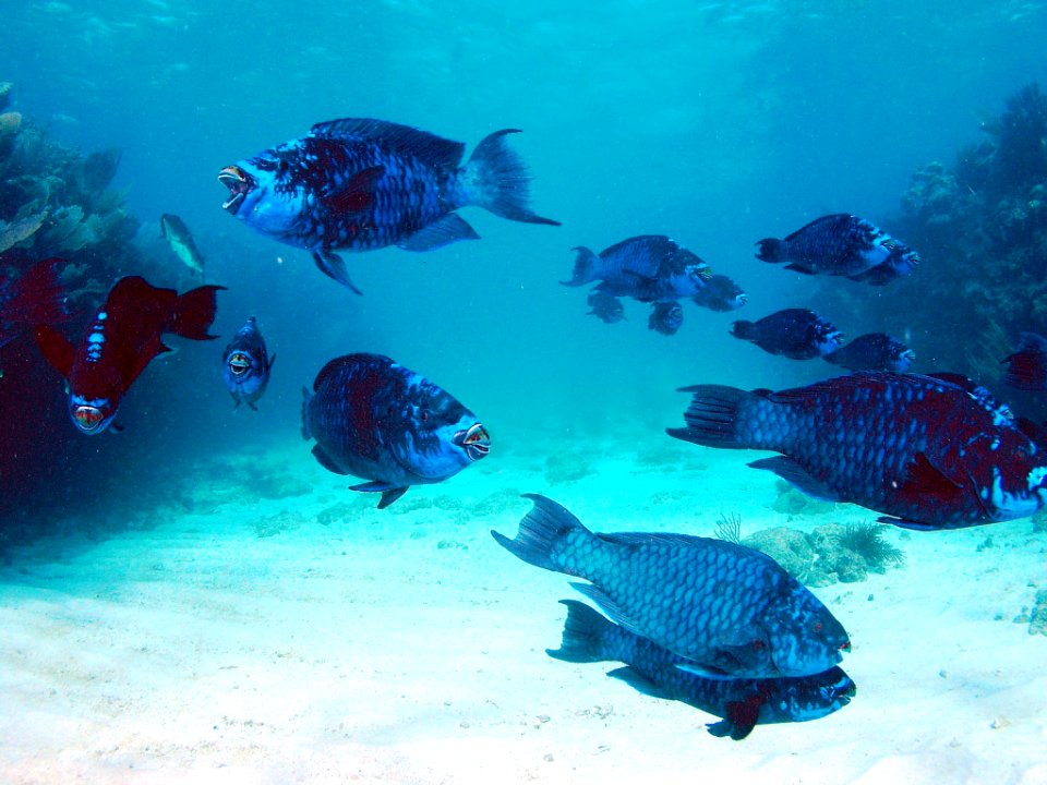 FKNMS - midnight blue parrotfish